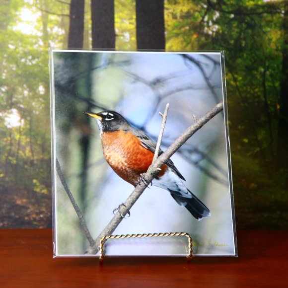 American Robin 8" x 10" Fine Art Photography Print - Picture 1 of 3